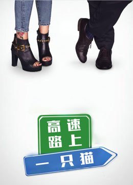 高速路上一只猫