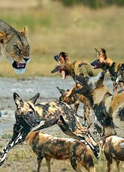 动物圈，非洲野生动物生存之战，狮子王与野狗搏斗，太惨烈了！