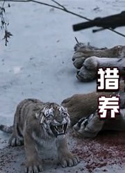 全村人为何不惜冒犯山神？猎杀虎妈养大虎娃，一人一虎的恩怨情仇