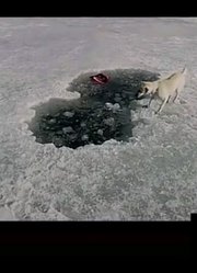 两个小孩和狗狗的故事