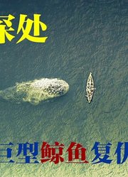 100米的鲸鱼袭击人类，瞬间掀翻三艘渔船，但更大的灾难还在后面