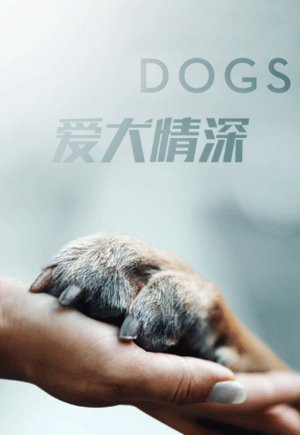 爱犬情深