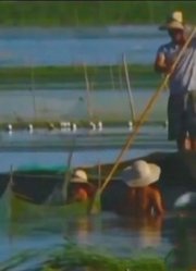 湖中飘起大群死鱼，村民表示知道原因，竟因湖面的蓝色火焰