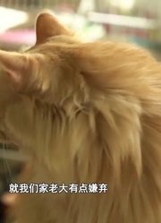 猫老大很有脾气，每当家中多了一只猫，都会生气的去咬铲屎官