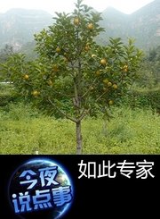 如此专家1030