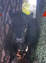 大黑牛钻进两棵树中间，怎么都出不来，这可怎么办才好