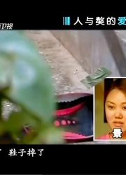 新婚的妻子突然离家出走，竟是为了找到公公送出去的藏獒？