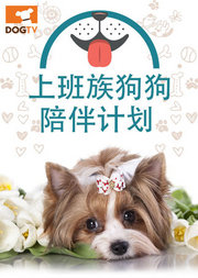 DOGTV上班族狗狗陪伴计划