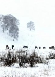 2019冰雪乌兰布统