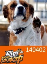 狗狗冲冲冲140402