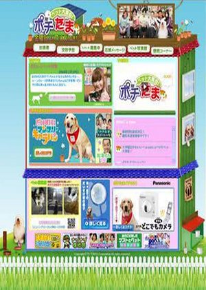宠物当家