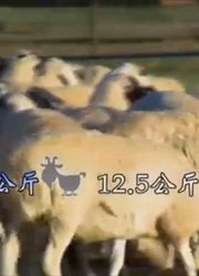 这是一种特别能走的羊，这种羊有何特殊呢，涮羊肉都找它