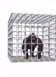 48黑猩猩从笼子里出来喝水变颜色学习英语
