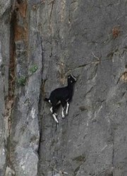 狐狸追捕峭壁上的山羊，下一秒蒙圈了，狐狸：这货怎么做到的？