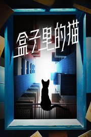 盒子里的猫