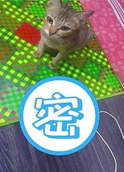 猫咪咬坏耳机挨骂，气到离家出走，一小时后带超可怕赔罪品回家