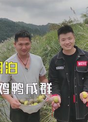 土豪的百亩山林，究竟多少山头湖泊？念念不忘乌鸡花花