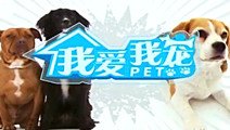 我爱我宠