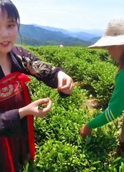 福建农村茶园采茶了，采茶女现场传授秘诀，一天能采40斤！