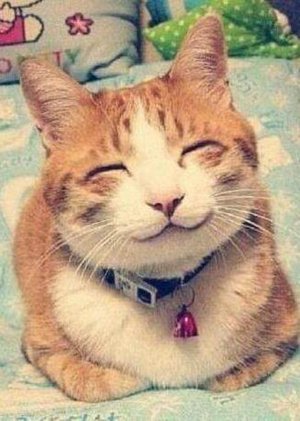 萌猫课堂