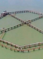 养鱼不给喂足饵料，让鱼自己找食吃，养出优质大黄鱼