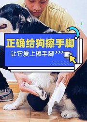 巨小萌训犬——教你正确给狗狗擦手脚