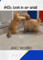 这么可爱的竟然有两只！
