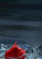 终于看完了《爆笑虫子》甜甜圈，感觉打开了新天地