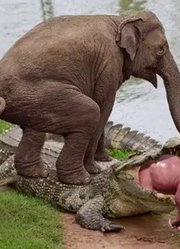 大象妈妈把她的孩子从鳄鱼口中救了出来，鳄鱼大战狮子