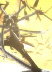 海贼王：索隆有没有霸王色霸气？尾田在这里说明了真相