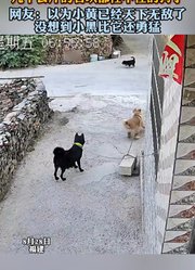 以为小黄已经天下无敌了，没想到小黑比它还勇猛！