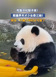 吃梨子吐梨子皮！熊猫界天才少女奇三妹！