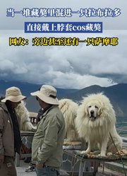 当一堆藏獒里混进一只拉布拉多，直接戴上脖套cos藏獒