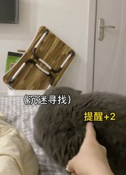 我的猫好像不太聪明！、你学会了吗？？