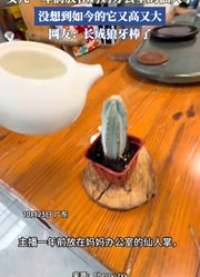 女儿一年前放在妈妈办公室的仙人掌，没想到如今的它又高又大。