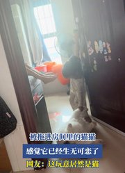 被拖进房间里的猫猫，感觉它已经生无可恋了，这玩意居然是猫