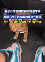 男子开车时猫咪突然跑进车内，刚给它喂牛奶，结果就出来一群猫