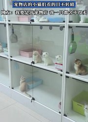 原来小猫真的能看懂动画片，宠物店的小猫们看的目不转睛