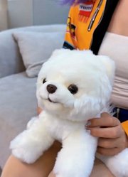 小狗的恶梦!#kpop