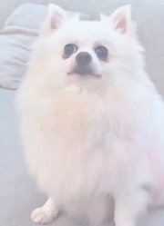 球球毁掉了鲁米的约会！#kpop