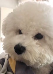 vlog｜一睁眼就看见一张大饼脸在我面前