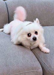 球球为了鲁米操碎了心！#kpop