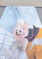 小狗的爱更偏向谁？#kpop