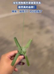 女生用狗尾巴草做草风车，居然真的会转！
