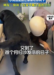 拉布拉多的尾巴要设为管制刑具，小狗假装路过偷偷给你两下