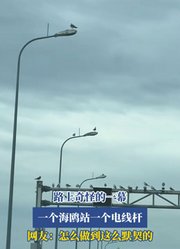 路上奇怪的一幕，一个海鸥站一个电线杆，网友：怎么做到这么默契