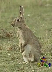 怎么之前没早看《天线宝宝》Rabbits，拍的太牛了