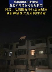 黑夜赋予的AI特效，猫咪明明在走电缆看起来却像在走房屋模型