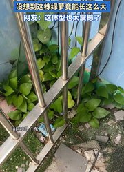 印象中绿萝都是小小的，没想到这株绿萝竟能长这么大。