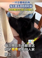 一只会撒娇的狗，每次要东西吃的时候，都把嘴放在别人的腿上